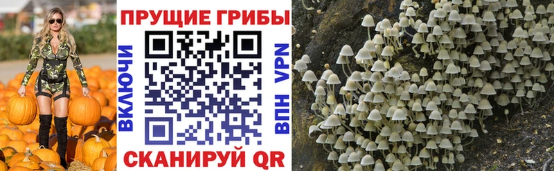Галлюциногенные грибы GOLDEN TEACHER  Купить где  Мураши 